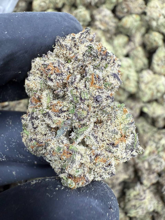 watermelon gelato | exotic indoor | flower