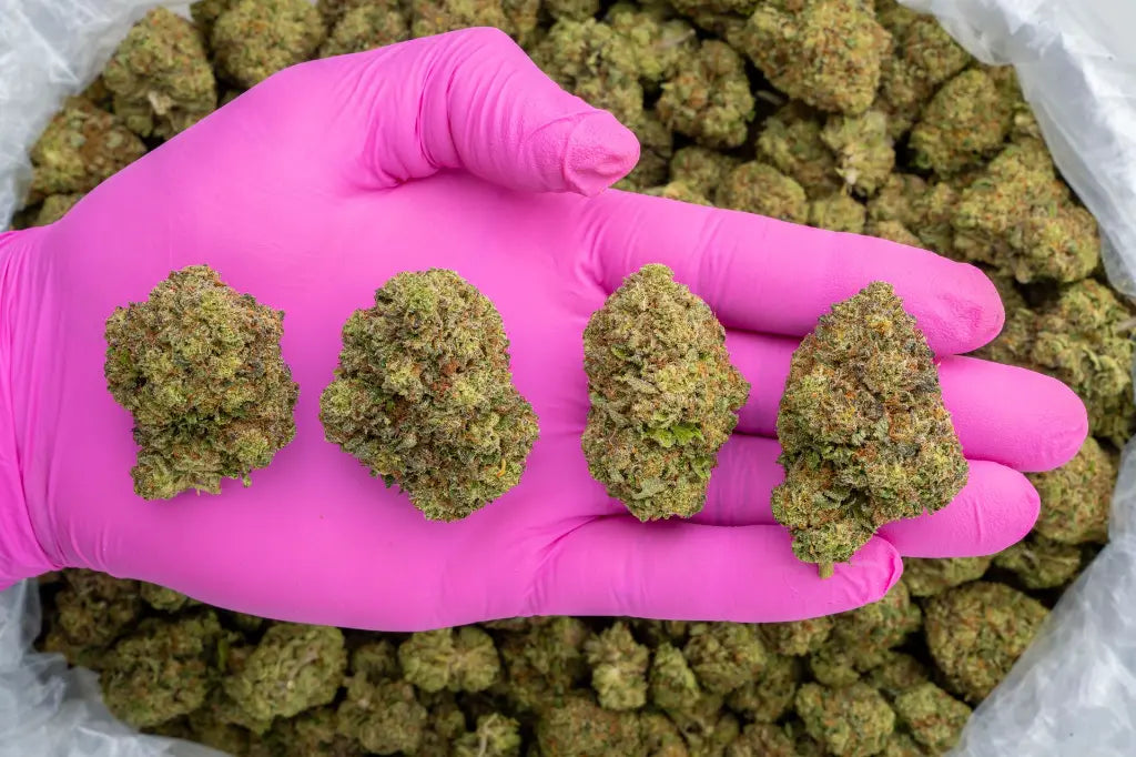 acai gelato | top tier | flower | 1 oz