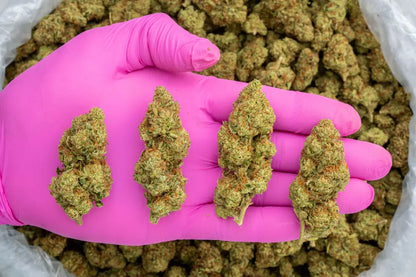 sour kush breath | top tier | flower | 1 oz