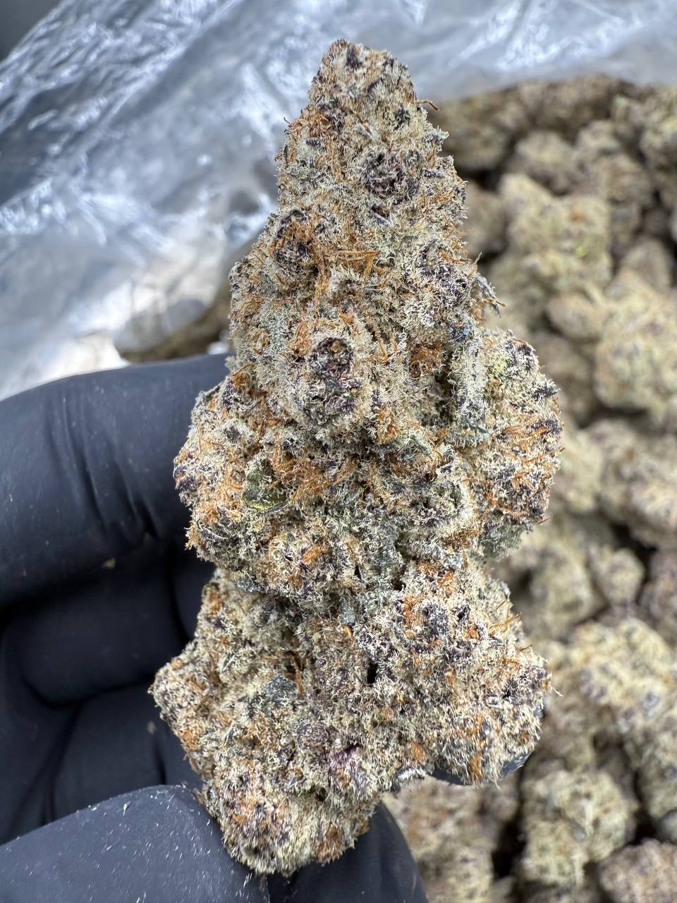 lilac diesel | exotic indoor | flower