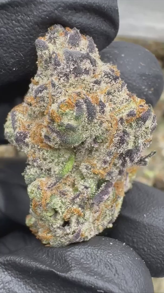 lemon bars | exotic indoor | flower