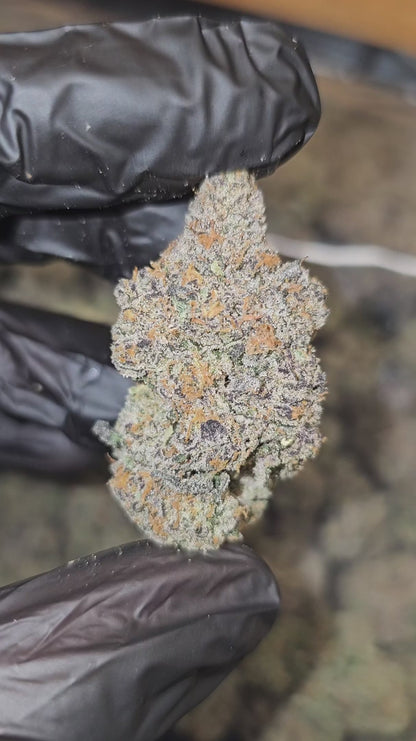 blue starburst | exotic indoor | living soil | flower