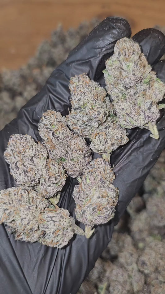 blue nerdz | exotic indoor | flower