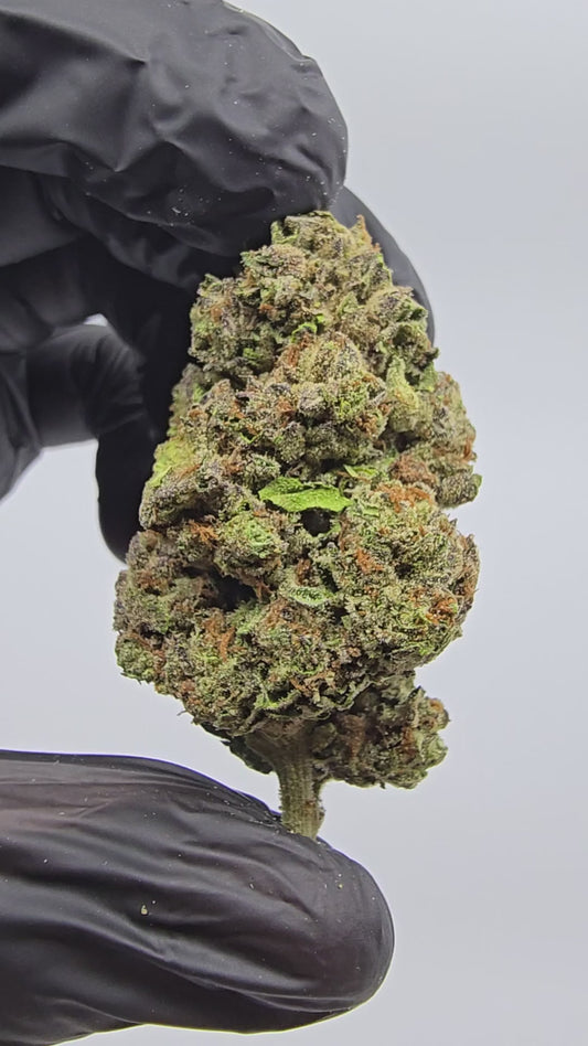 jealousy | boutique tier | flower