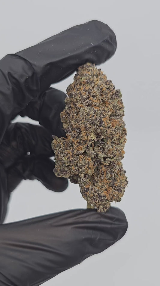 the noze | exotic indoor | flower