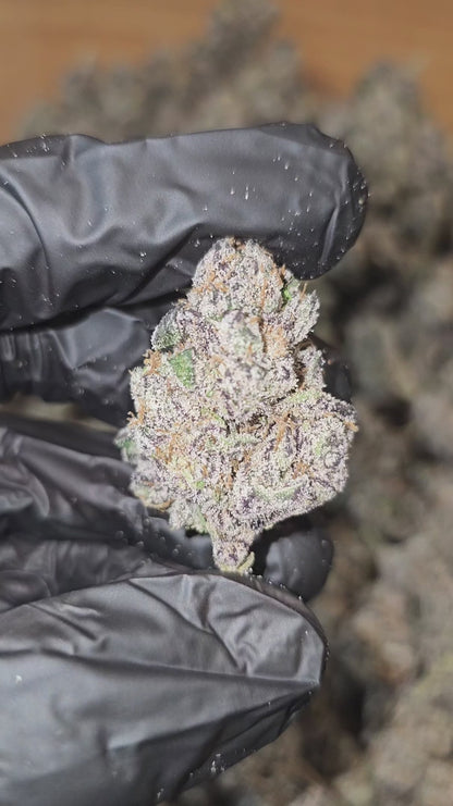 blue nerdz | exotic indoor | flower