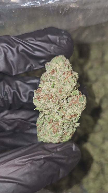 papaya punch | boutique tier | flower