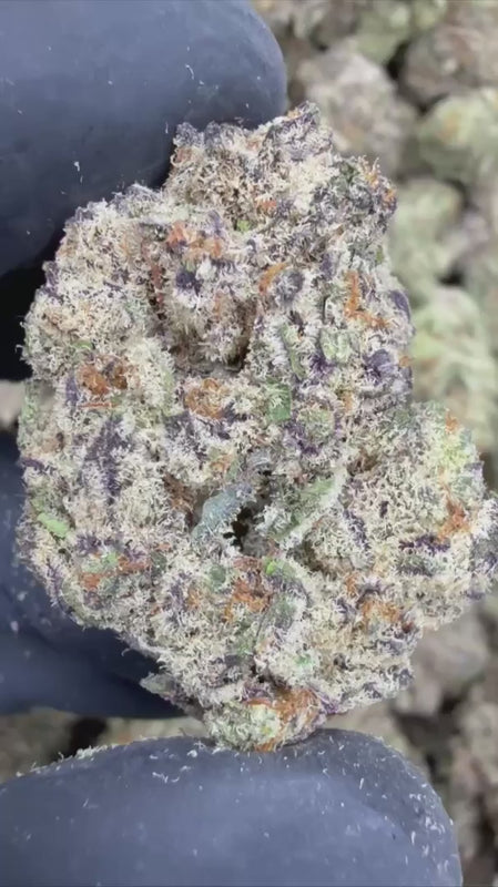 exotic indoor