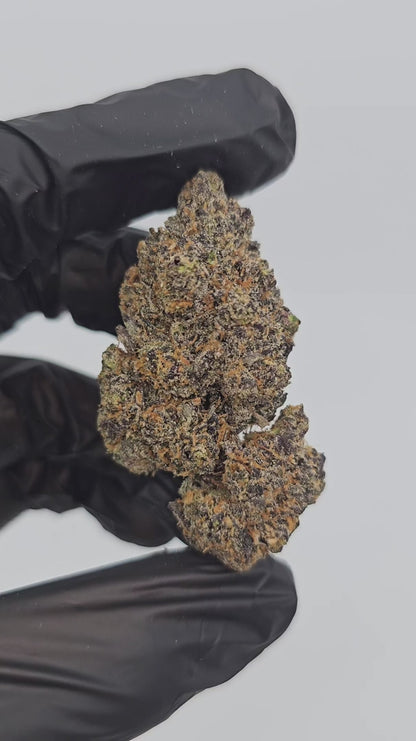 the noze | exotic indoor | flower