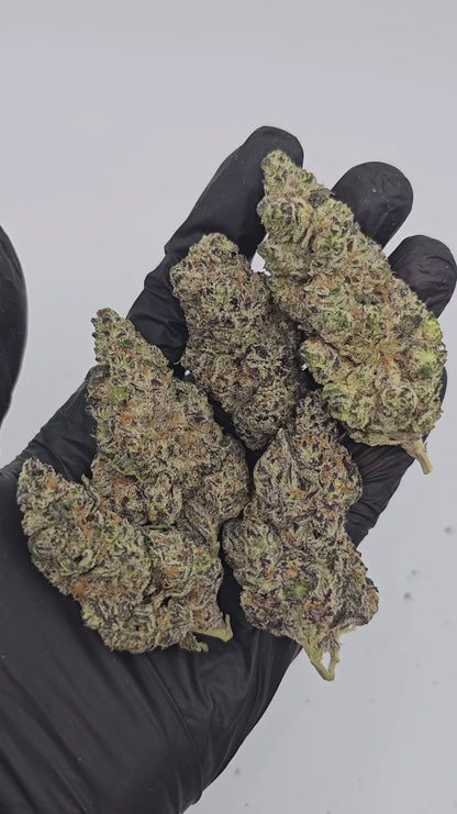 hawaiian haze | exotic indoor | flower