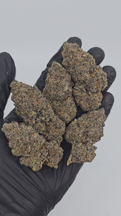 the noze | exotic indoor | flower