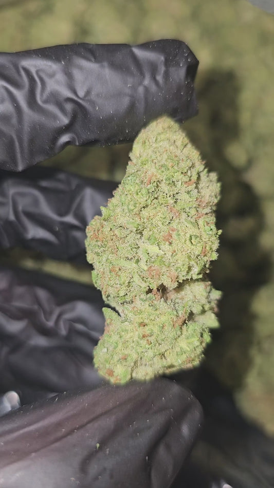amnesia haze | top tier | flower | 1 oz