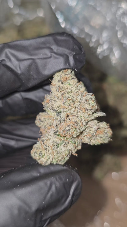 trainwreck | exotic indoor | flower