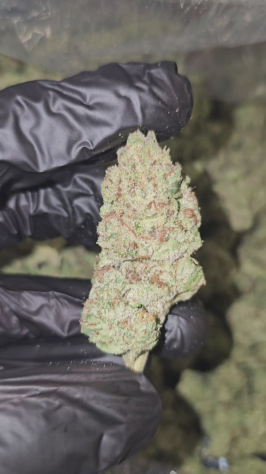 papaya punch | boutique tier | flower