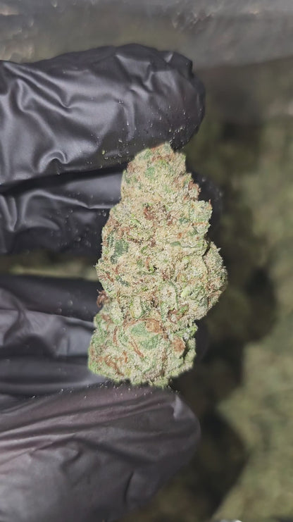 papaya punch | boutique tier | flower