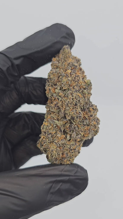 the noze | exotic indoor | flower
