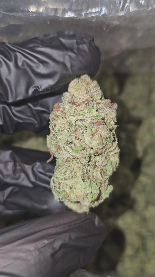 papaya punch | boutique tier | flower