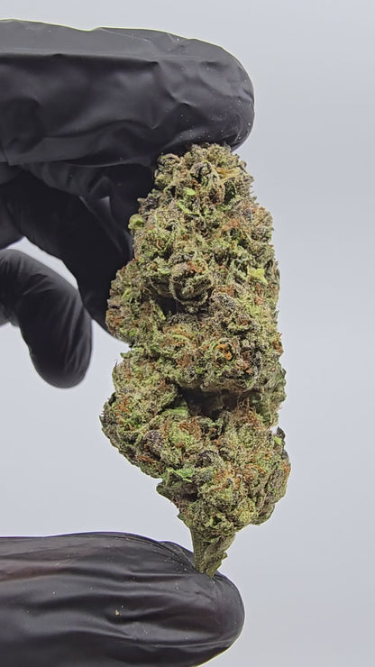 jealousy | boutique tier | flower