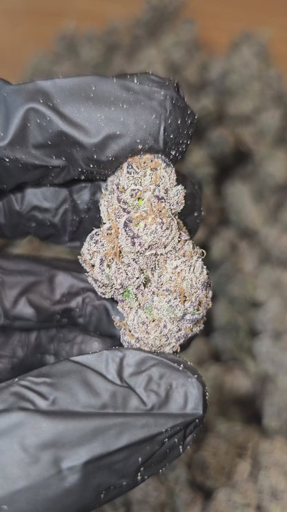 blue nerdz | exotic indoor | flower