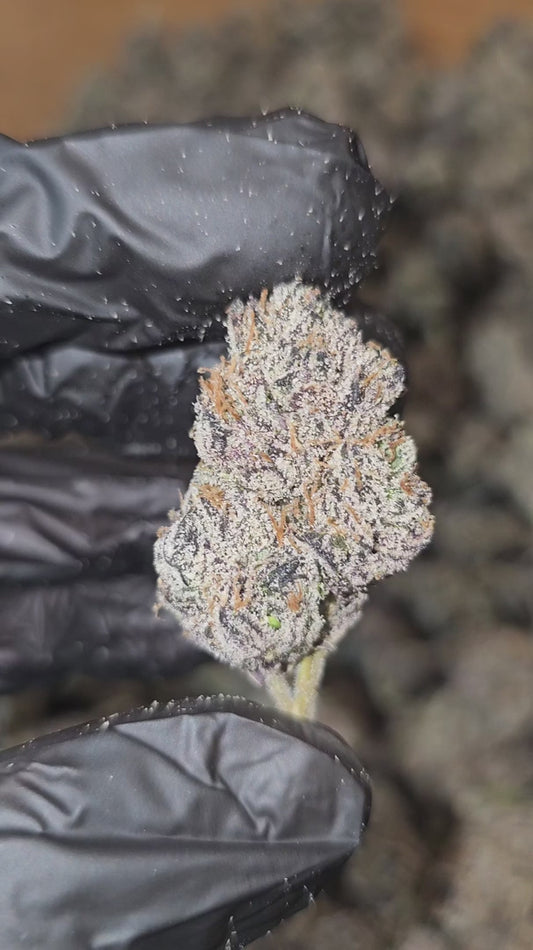 blue nerdz | exotic indoor | flower