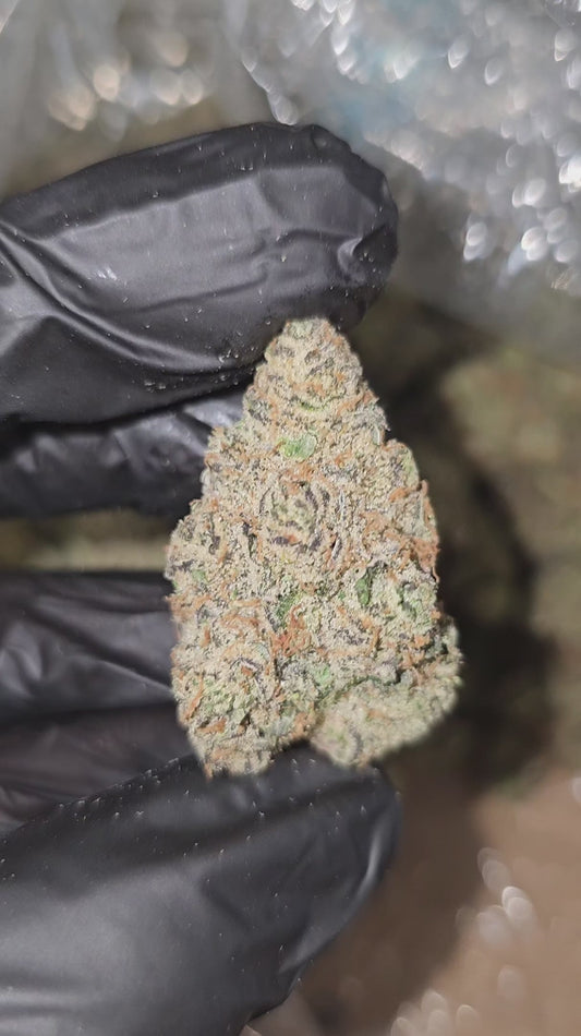 trainwreck | exotic indoor | flower