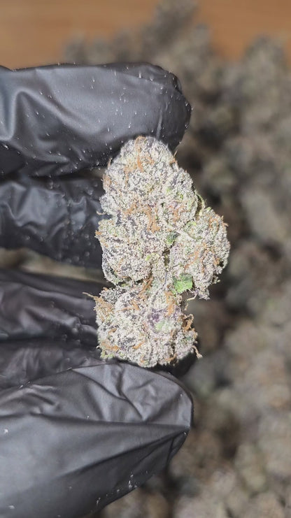 blue nerdz | exotic indoor | flower