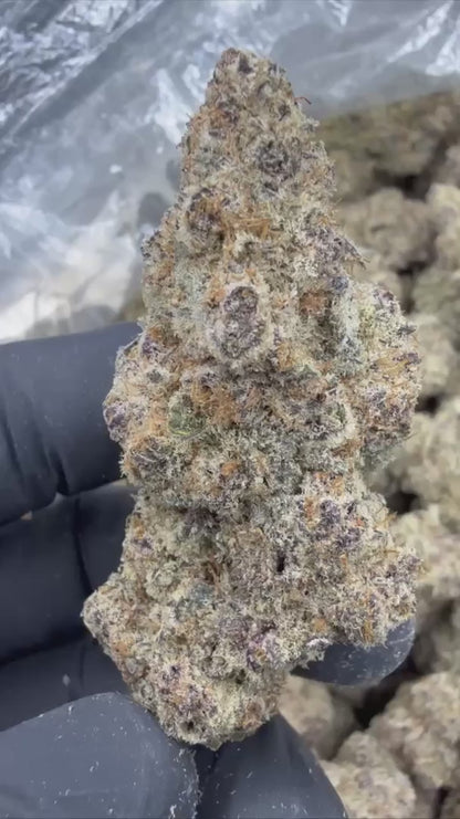 lilac diesel | exotic indoor | flower