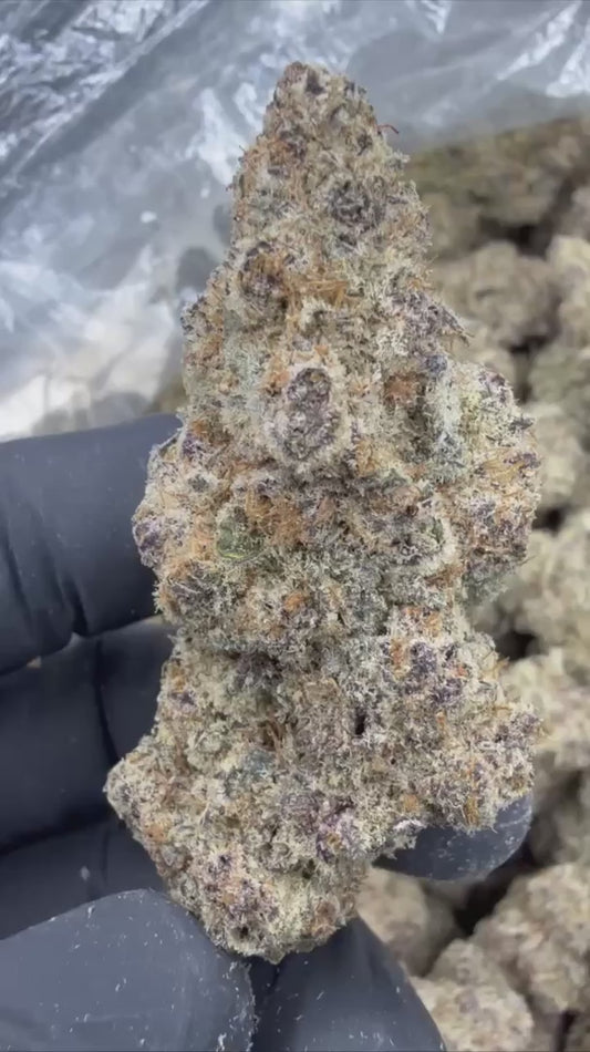lilac diesel | exotic indoor | flower