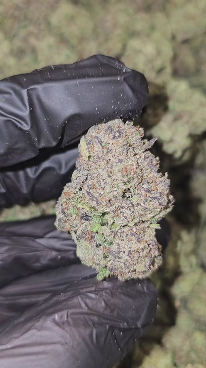 funnel cake | top tier | flower