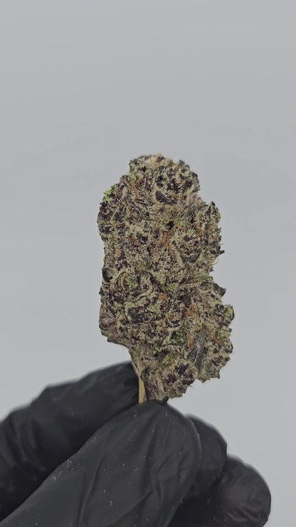 hawaiian haze | exotic indoor | flower