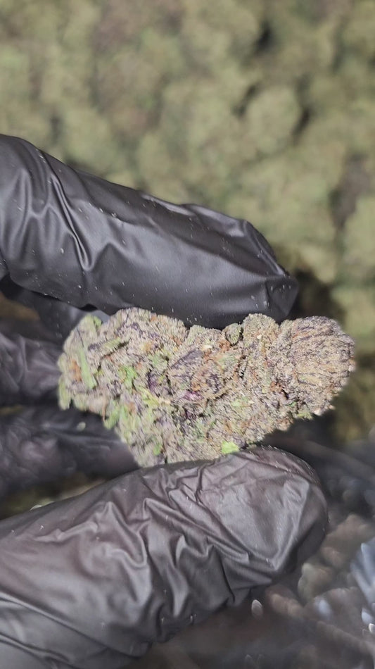 funnel cake | top tier | flower